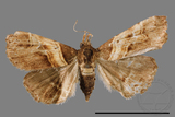 ǦW:Bertula abjudicalis