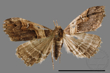 ǦW:Bertula abjudicalis