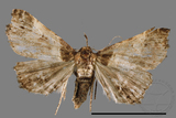 ǦW:Bertula abjudicalis