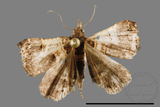 ǦW:Bertula abjudicalis