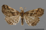 ǦW:Bertula abjudicalis