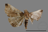 ǦW:Bertula abjudicalis