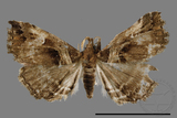 ǦW:Bertula abjudicalis