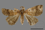 ǦW:Bertula sp.