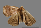 ǦW:Bertula sp.