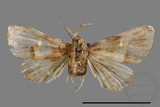 ǦW:Bertula sp.