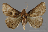 ǦW:Bertula sp.