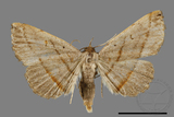 ǦW:Paracolax bilineata