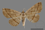 ǦW:Paracolax bilineata