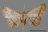 ǦW:Paracolax bilineata