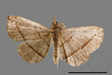 ǦW:Paracolax bilineata