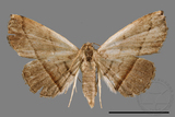 ǦW:Paracolax bilineata