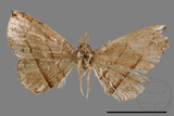 ǦW:Paracolax bilineata