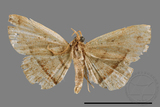 ǦW:Paracolax bilineata