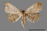 ǦW:Paracolax bilineata