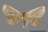 ǦW:Paracolax bilineata