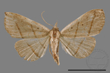 ǦW:Paracolax bilineata