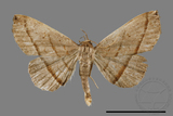 ǦW:Paracolax bilineata