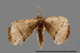 ǦW:Paracolax bilineata