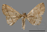 ǦW:Paracolax bilineata