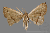 ǦW:Paracolax bilineata