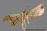 ǦW:Paracolax bilineata