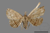 ǦW:Paracolax bilineata