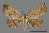 ǦW:Paracolax bilineata