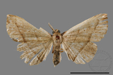 ǦW:Paracolax bilineata