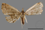 ǦW:Paracolax bilineata