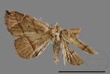 ǦW:Paracolax bilineata