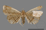 ǦW:Paracolax bilineata