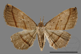 ǦW:Paracolax bilineata