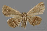 ǦW:Paracolax bilineata