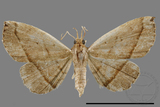 ǦW:Paracolax bilineata