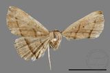 ǦW:Paracolax bilineata