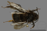 ǦW:Bombus trifasciatus