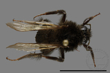 ǦW:Bombus trifasciatus