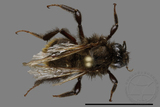 ǦW:Bombus trifasciatus