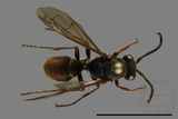 ǦW:Polistes eboshinus