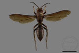 ǦW:Polistes tenebricosus