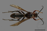 ǦW:Polistes tenebricosus