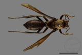 ǦW:Polistes tenebricosus