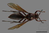 ǦW:Polistes tenebricosus