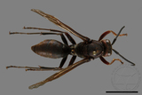 ǦW:Polistes tenebricosus