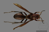 ǦW:Polistes tenebricosus