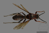 ǦW:Polistes tenebricosus