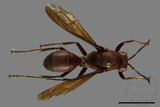 ǦW:Polistes tenebricosus