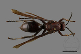 ǦW:Polistes gigas