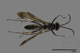 ǦW:Pompilidae sp.